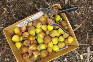 Image C Sept 1 20(1)